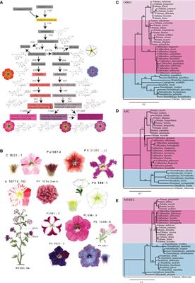 The Amsterdam petunia germplasm collection: A tool in plant science